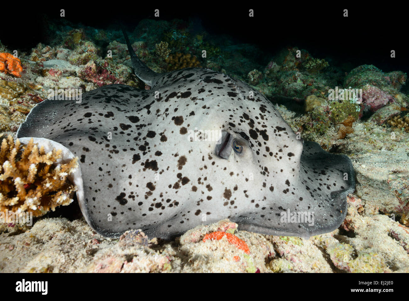 Taeniurops Meyeni Taeniura Melanospilos Taeniura Meyeni, Runde Ribbontail Strahl, Baa Atoll, Malediven, Indischer Ozean Stockfoto