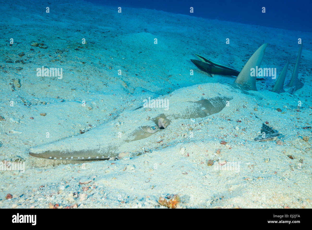 Rhynchobatus Djiddensis, Riesen Guitarfish, Fischkopf, Ari Atoll, Malediven, Indischer Ozean Stockfoto