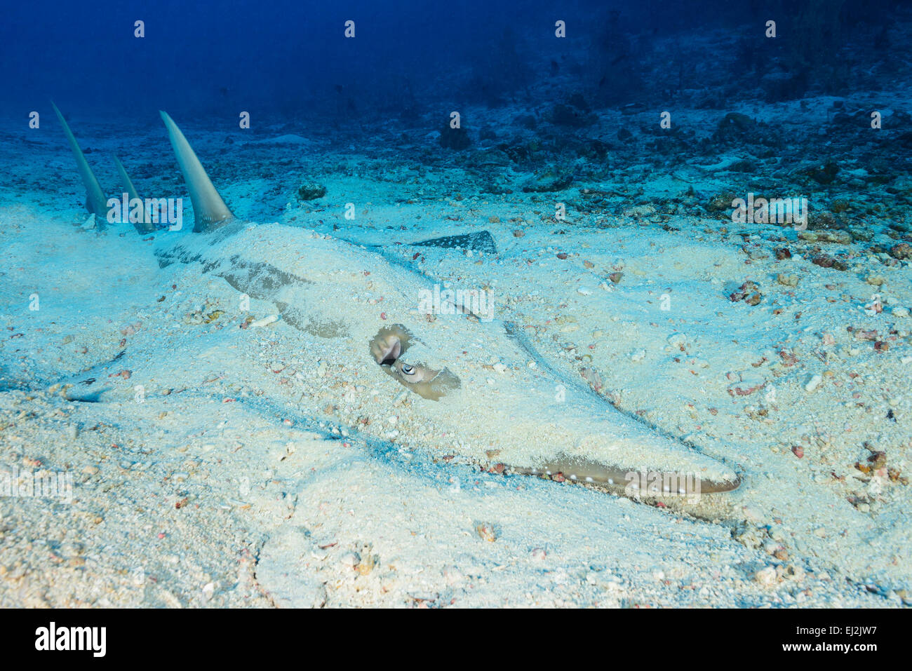 Rhynchobatus Djiddensis, Riesen Guitarfish, Fischkopf, Ari Atoll, Malediven, Indischer Ozean Stockfoto