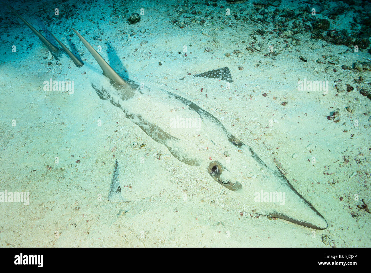 Rhynchobatus Djiddensis, Riesen Guitarfish, Fischkopf, Ari Atoll, Malediven, Indischer Ozean Stockfoto