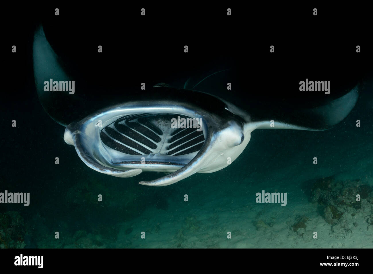 Manta Alfredi, Fütterung Reefmanta bei IDC, Fesdhoo Lagune nahe Fesdhoo Faru, Ari Atoll, Malediven, Indischer Ozean Stockfoto