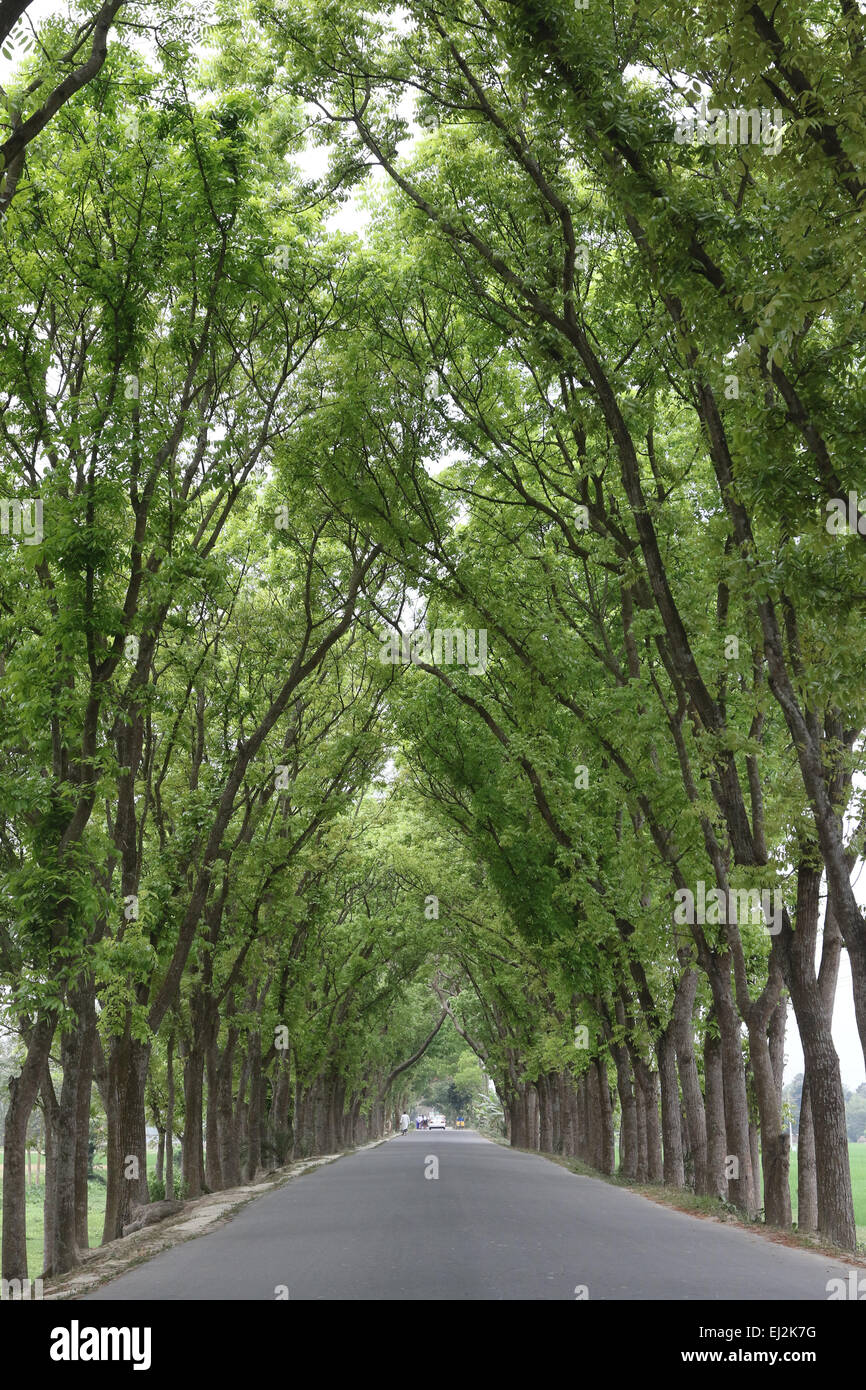 Dhaka 2015. Dunkelgrünes Laub schmückt Baum am Straßenrand in der manikgong singair upazila in Dhaka. Grüner Baum Stockfoto