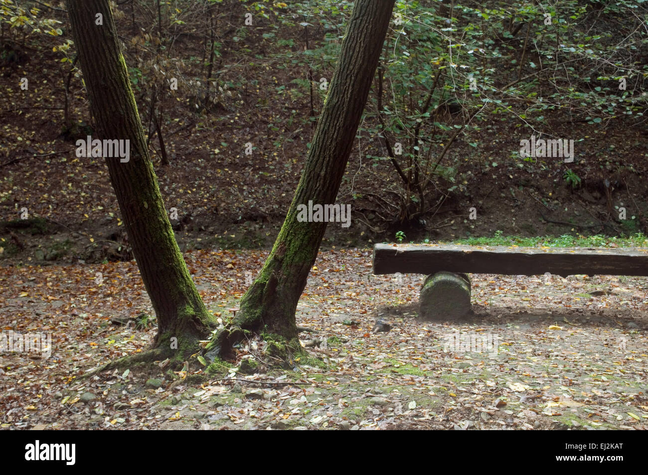 V-Form-Bäume und Sitzbank Stockfoto