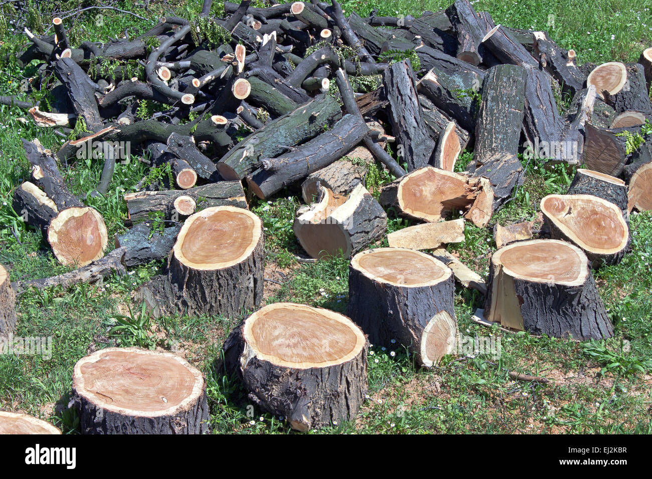 Haufen von Protokollen auf der grünen Wiese Stockfoto