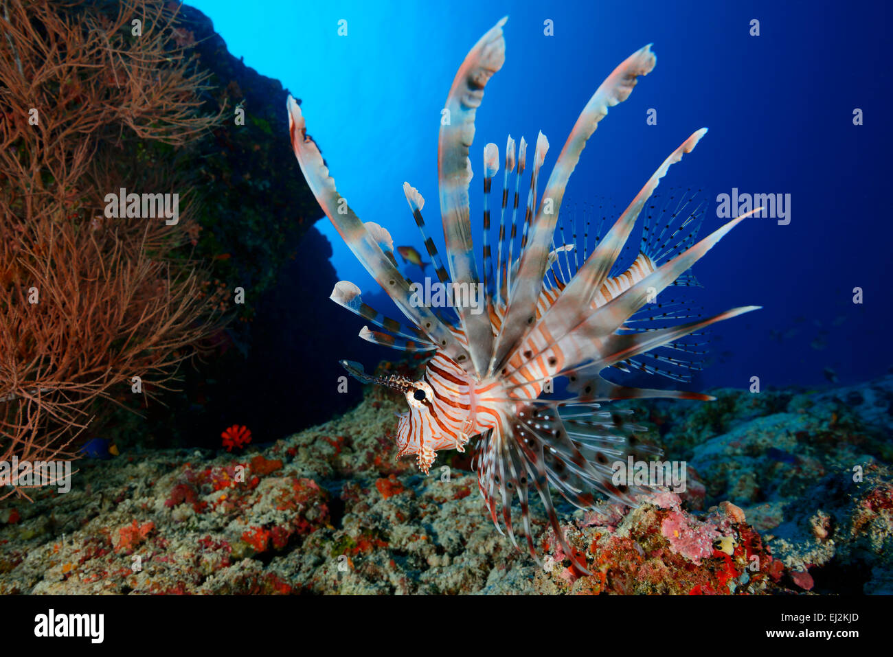 Pterois Antennata, Broadbarred Firefish, Ari Atoll, Malediven, Indischer Ozean Stockfoto