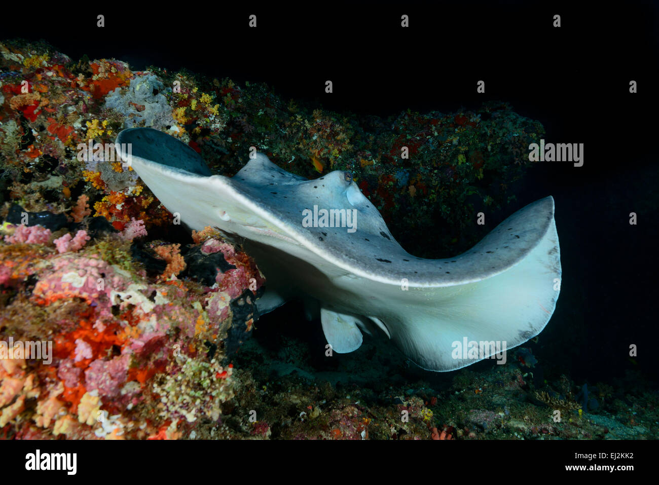 Taeniurops Meyeni Taeniura Melanospilos Taeniura Meyeni, Runde Ribbontail Strahl, Rahdhiga Thila-Ari-Atoll, Malediven, Indischer Ozean Stockfoto