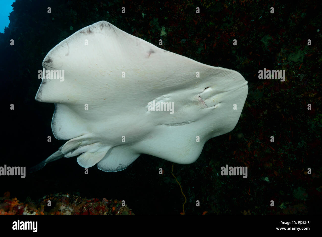 Taeniurops Meyeni Taeniura Melanospilos Taeniura Meyeni, Runde Ribbontail Strahl, Rahdhiga Thila-Ari-Atoll, Malediven, Indischer Ozean Stockfoto