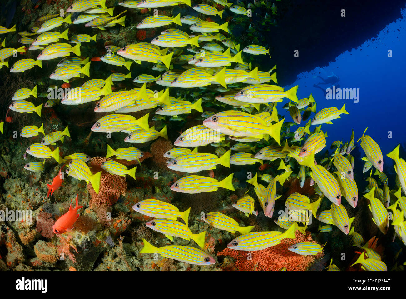 Lutjanus Kasmira, allgemeine Bluestripe Snapper, Kudarah Thila, Malediven, Indischer Ozean, Süd-Ari-Atoll Stockfoto