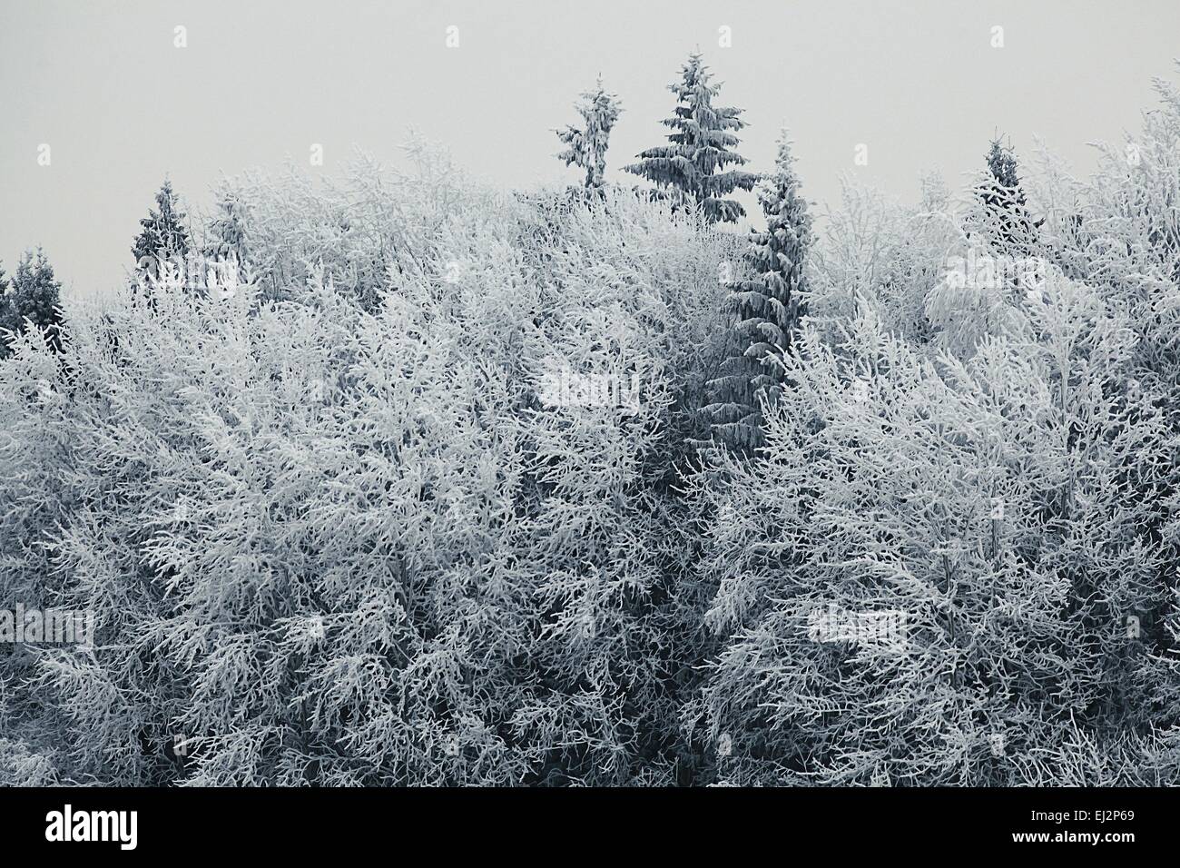 Winter Landschaft Natur ohne Menschen Stockfoto