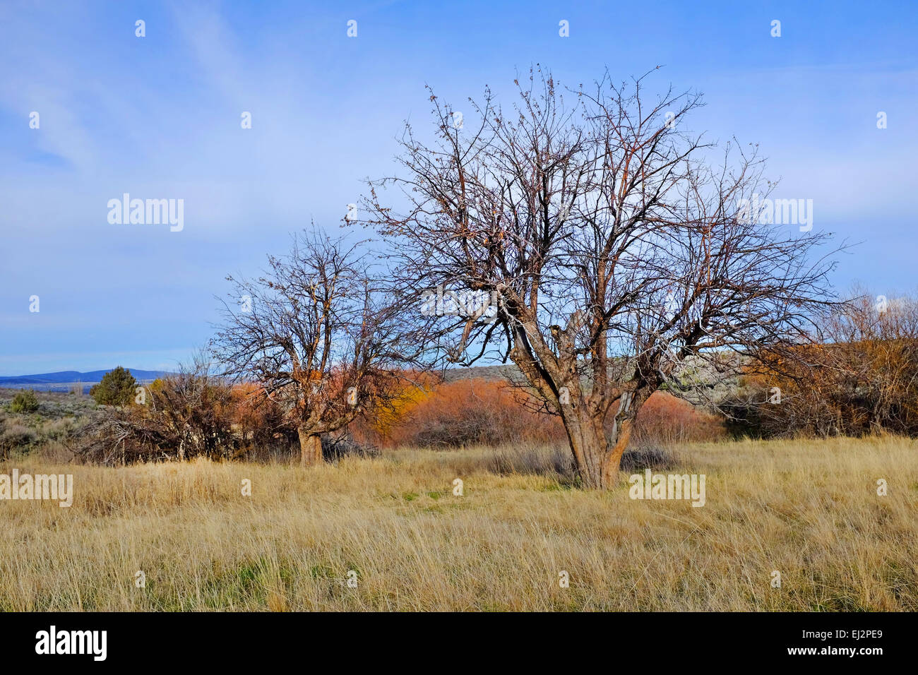 Eine 150 Jahre alte Apfelbaum wächst wild in der Grasslands National Recreation Area in Zentral-Oregon. Der Apfelbaum war einst in Stockfoto