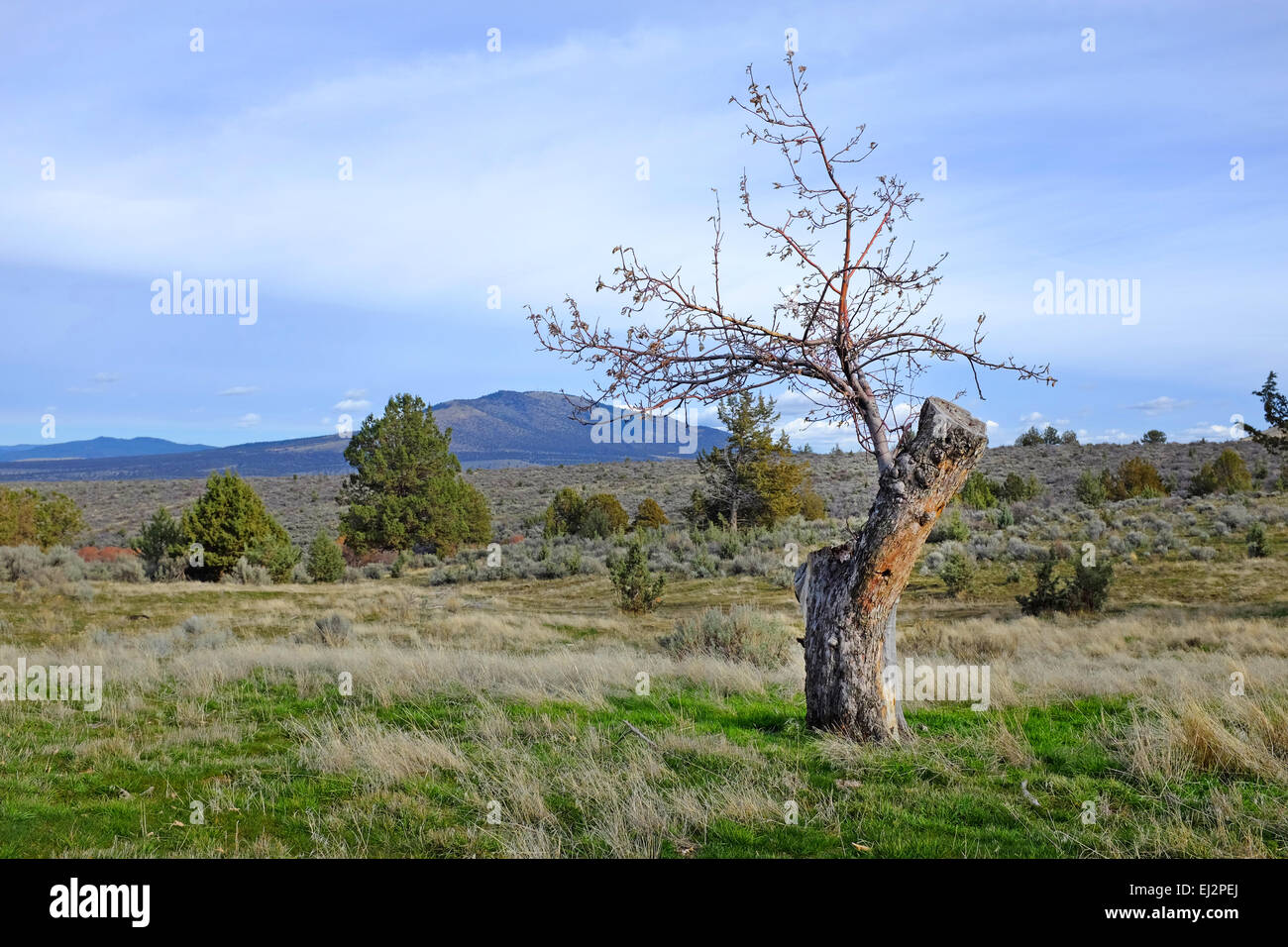Eine 150 Jahre alte Apfelbaum wächst wild in der Grasslands National Recreation Area in Zentral-Oregon. Der Apfelbaum war einst in Stockfoto