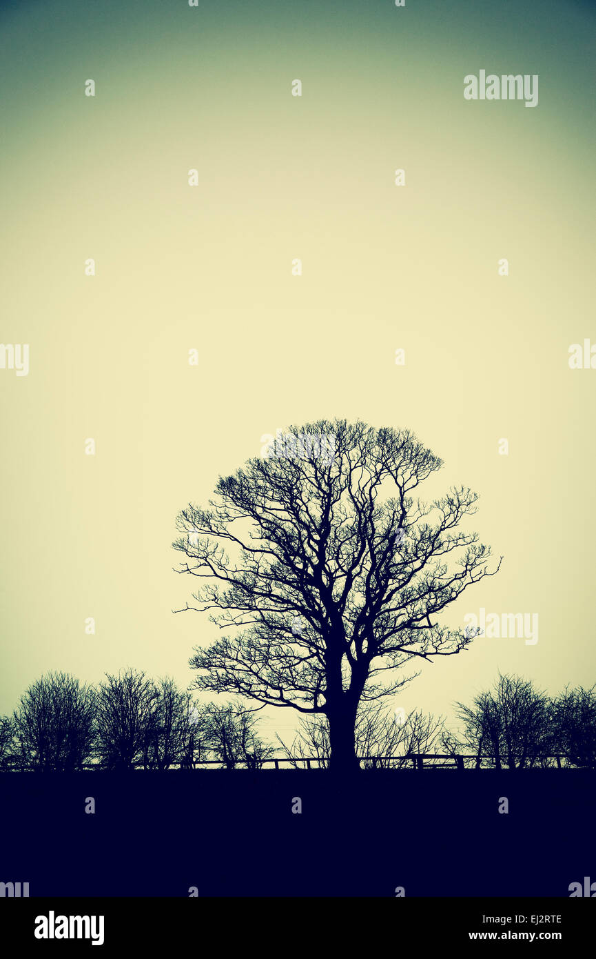 Silhouette Winter Baum mit angewendeten Vintage-filter Stockfoto