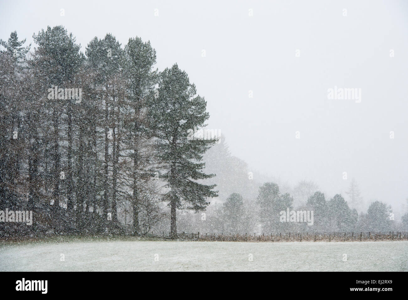 Schneefall in den Schottischen Bäume und ein Feld im Winter. Bowhill House Estate, selkirkshire. Schottland Stockfoto