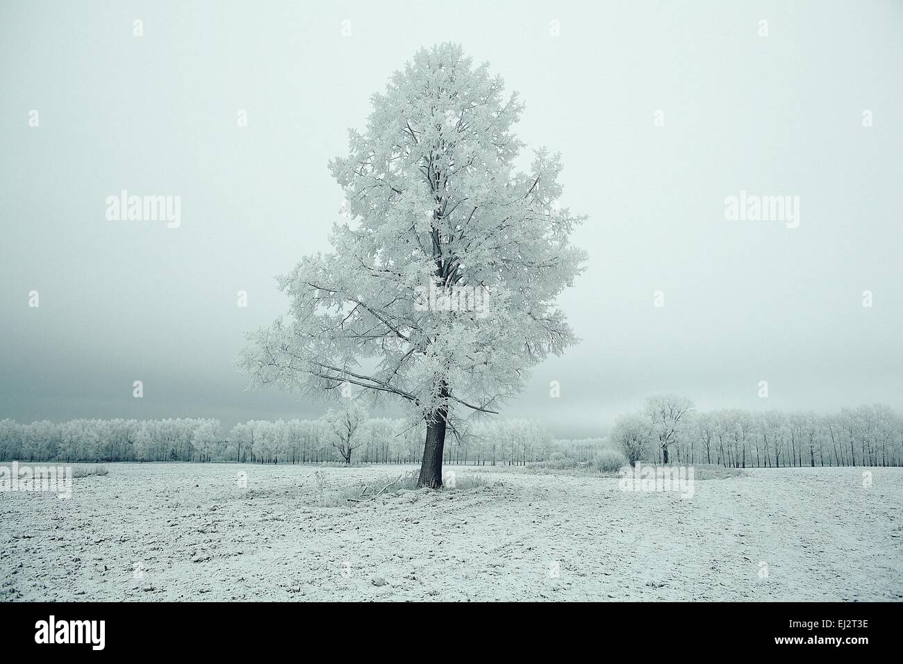 Winter Landschaft Natur ohne Menschen Stockfoto