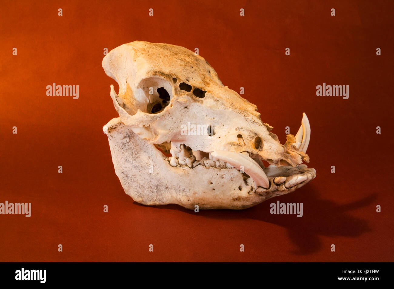 Der Schädel des Tieres, eine wilde oder wilde Schwein, mit vier Zoll lange Stoßzähne. Stockfoto