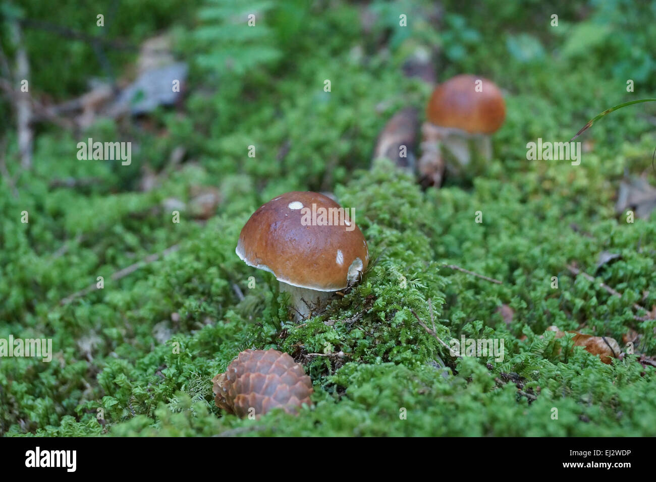 Pilz Lamellen Braune Kappe
