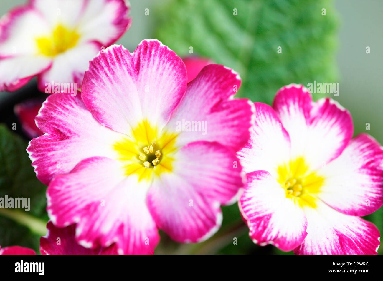 Frühe Frühlingsblume geliebt Primel Jane Ann Butler Fotografie JABP699 Stockfoto