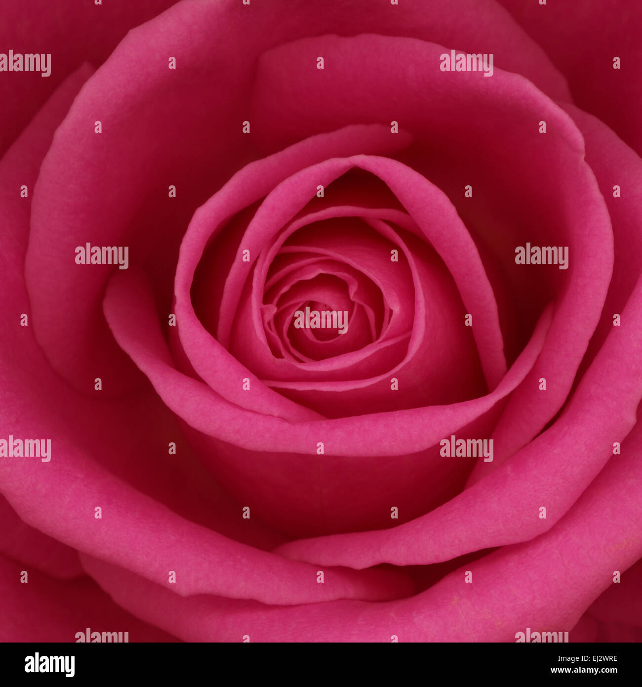 Schöne offene rosa Rosenblüte, romantischen Jane Ann Butler Fotografie JABP001 Stockfoto