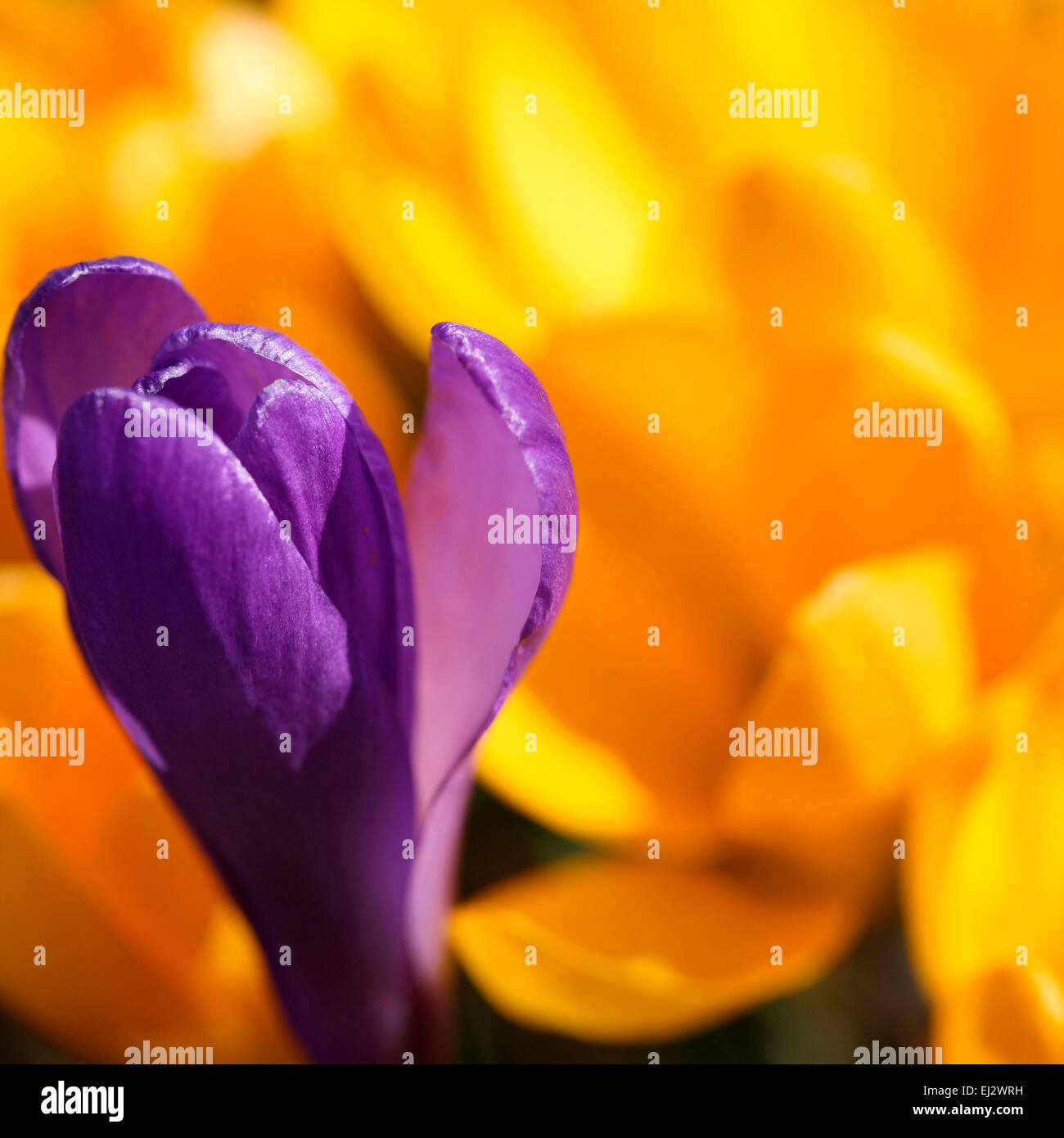Bunte Frühlings-Krokus in voller Pracht Jane Ann Butler Fotografie JABP694 Stockfoto