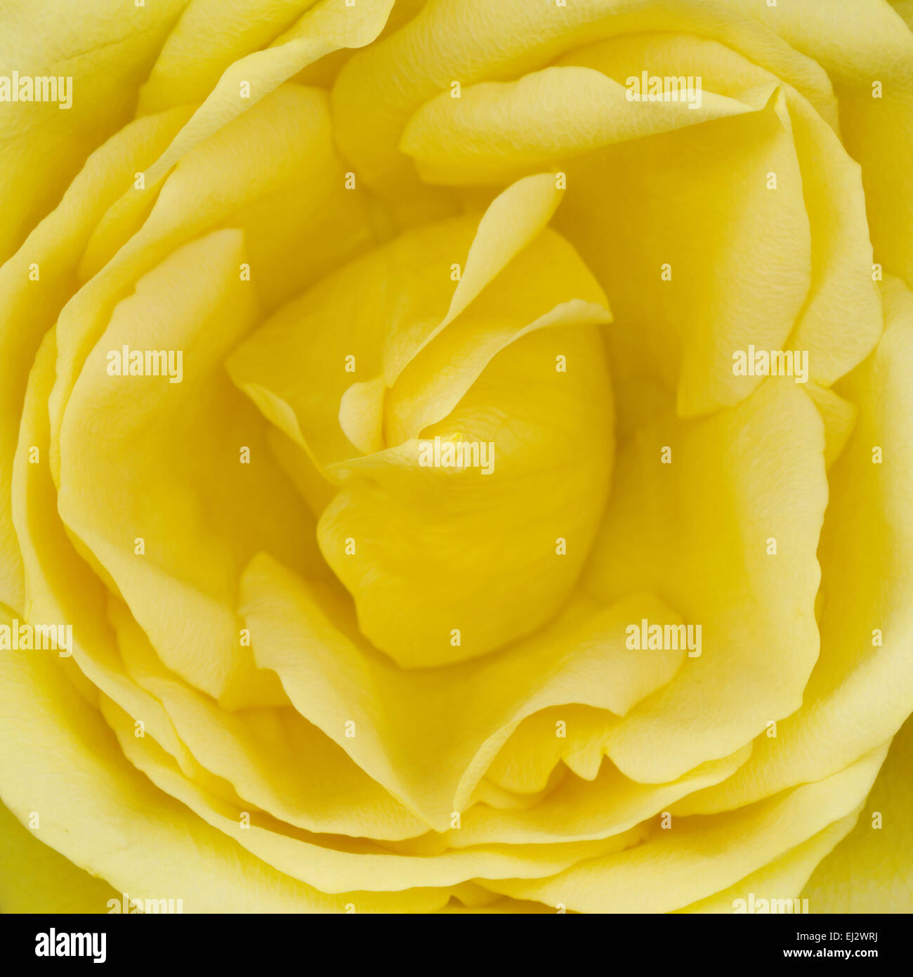 Zarte, atemberaubende gelbe rose Center schließen, Jane Ann Butler Fotografie JABP005 Stockfoto