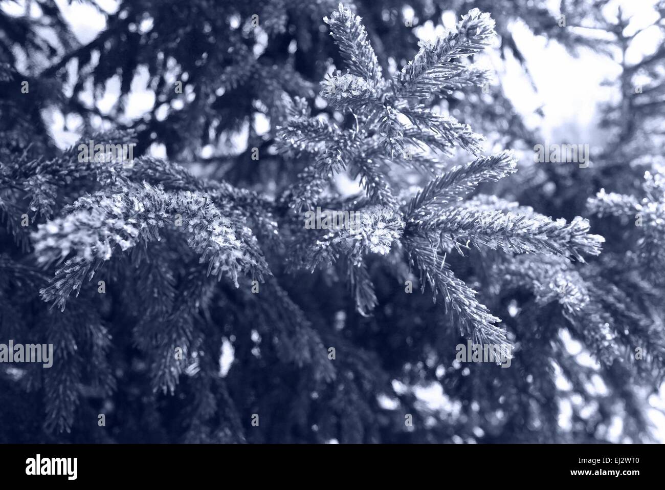Weihnachten Winter Landschaft im Wald Stockfoto
