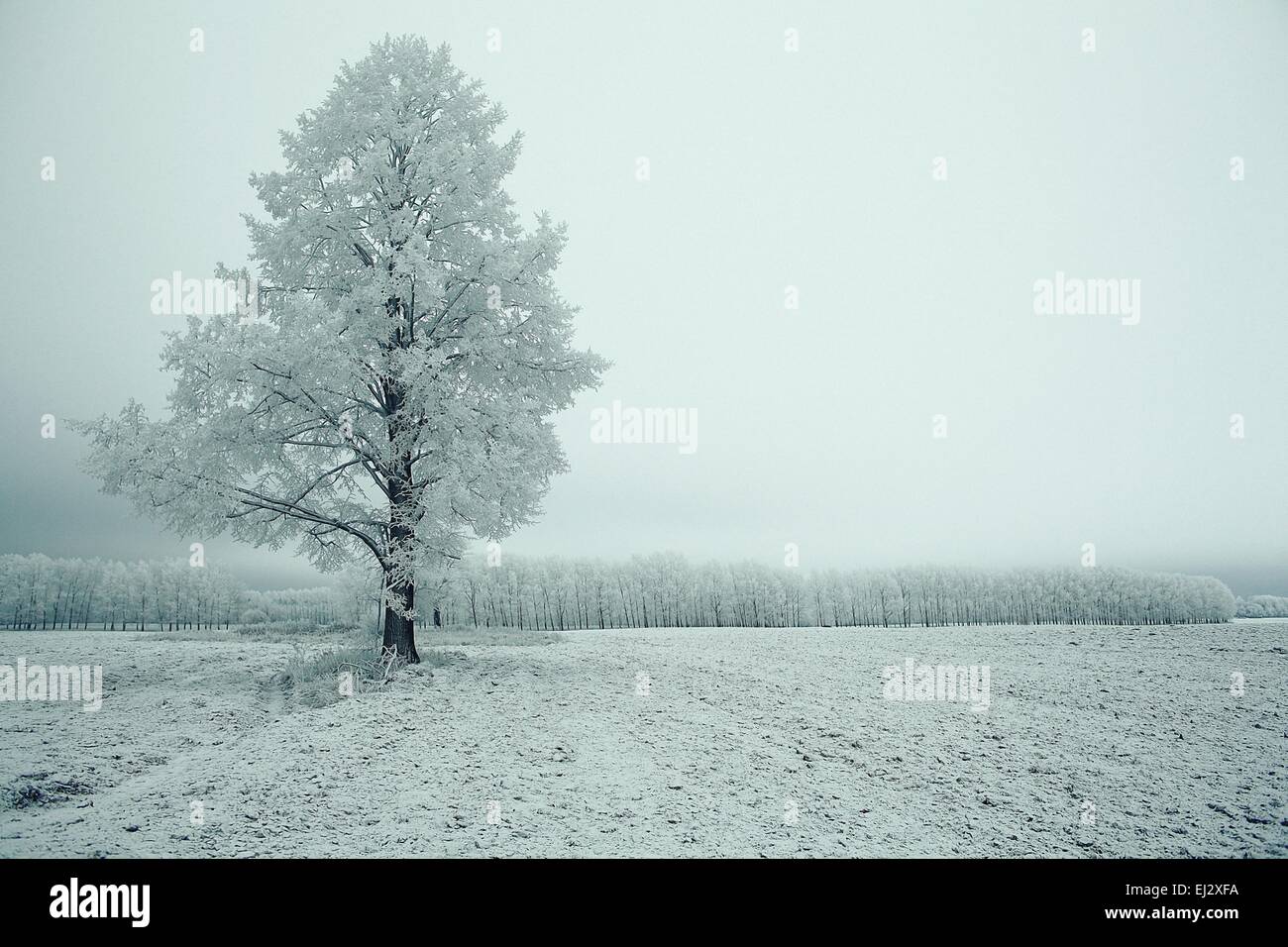 Winter Landschaft Natur ohne Menschen Stockfoto