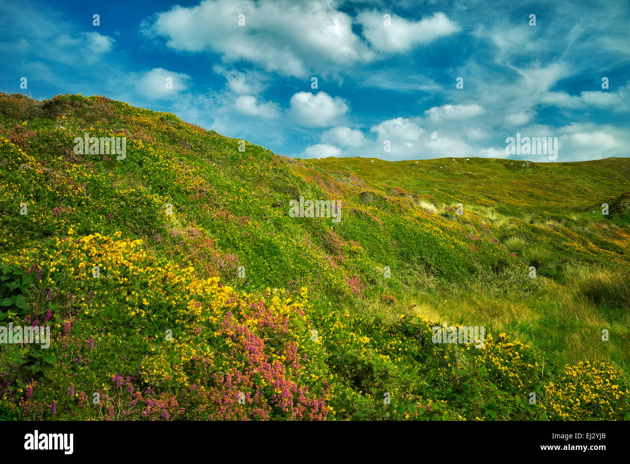 Wildblumen. Sky Loop Road. Clifden, Irland Stockfoto