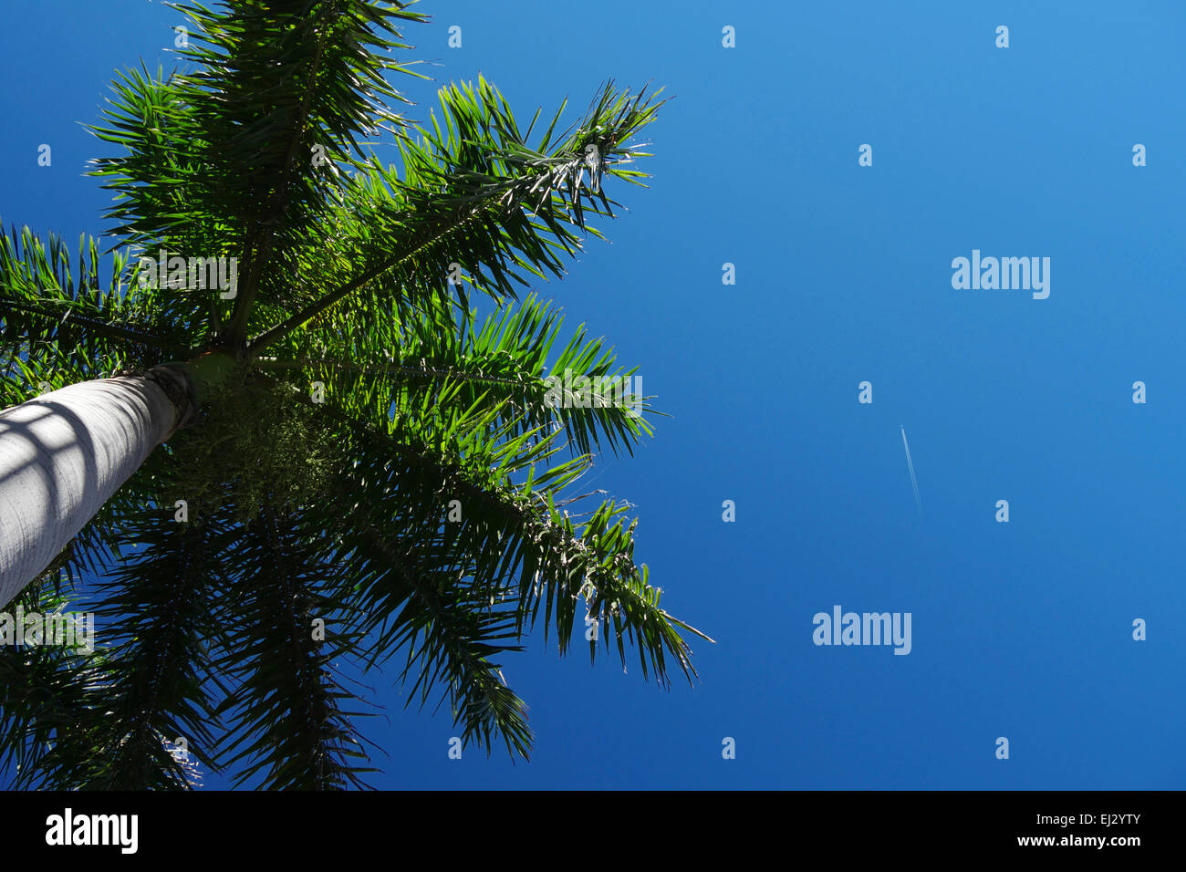 Palm Tree gegen den blauen Himmel Stockfoto