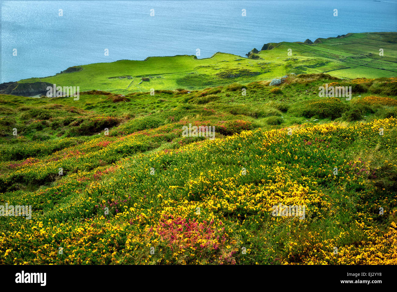 Wildblumen und Ozean. Sky Loop Road. Clifden, Irland Stockfoto