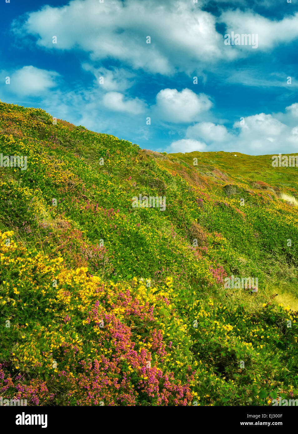 Wildblumen. Sky Loop Road. Clifden, Irland Stockfoto