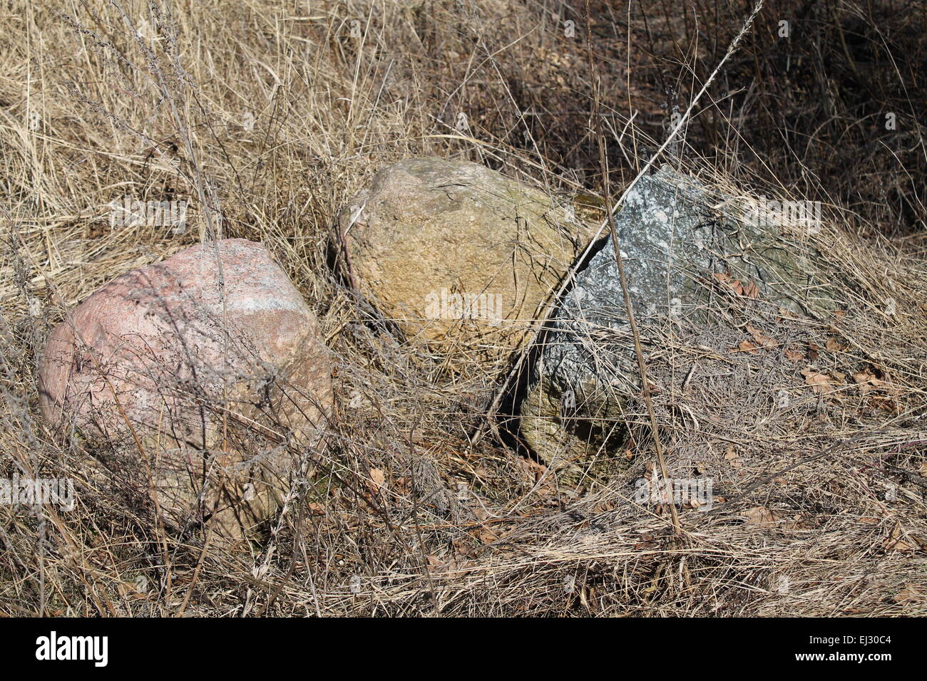 drei großen glatte Steinen verstecken sich in gelben Trockenrasen Stockfoto