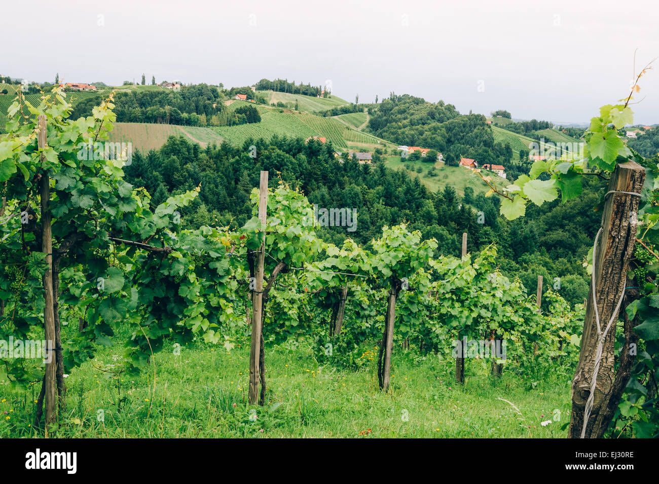 Anbau der Weinrebe in der Südsteiermark Stockfoto