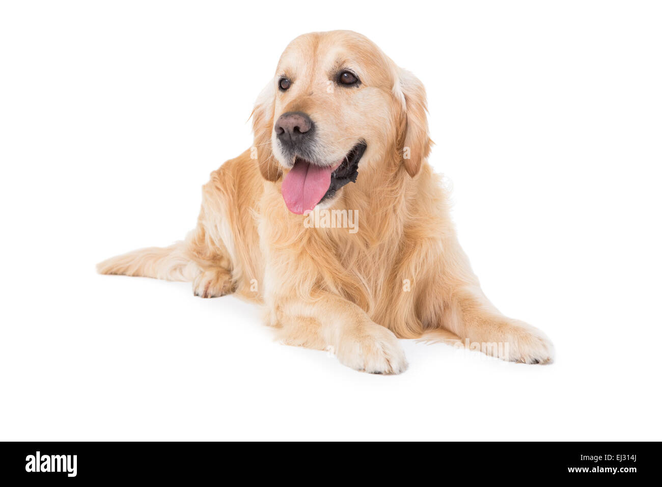 Lying dog Fotos und Bildmaterial in hoher Auflösung Alamy