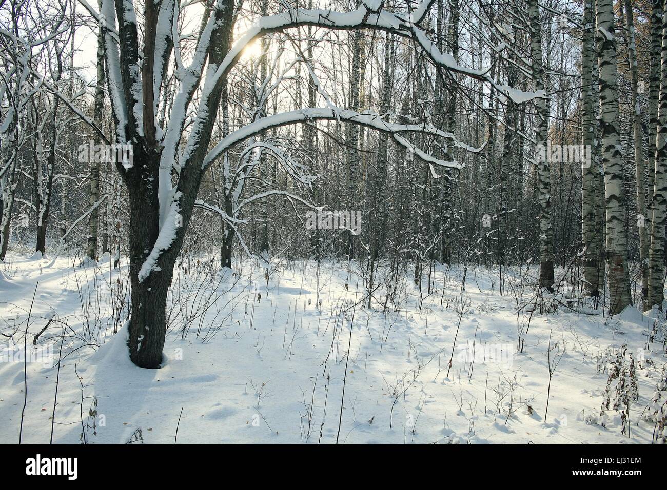 Weihnachten Winter Landschaft im Wald Stockfoto