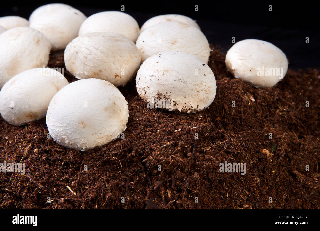 Weiße Champignons wachsen über schwarze Erde. Auf schwarzem Hintergrund isoliert Stockfoto