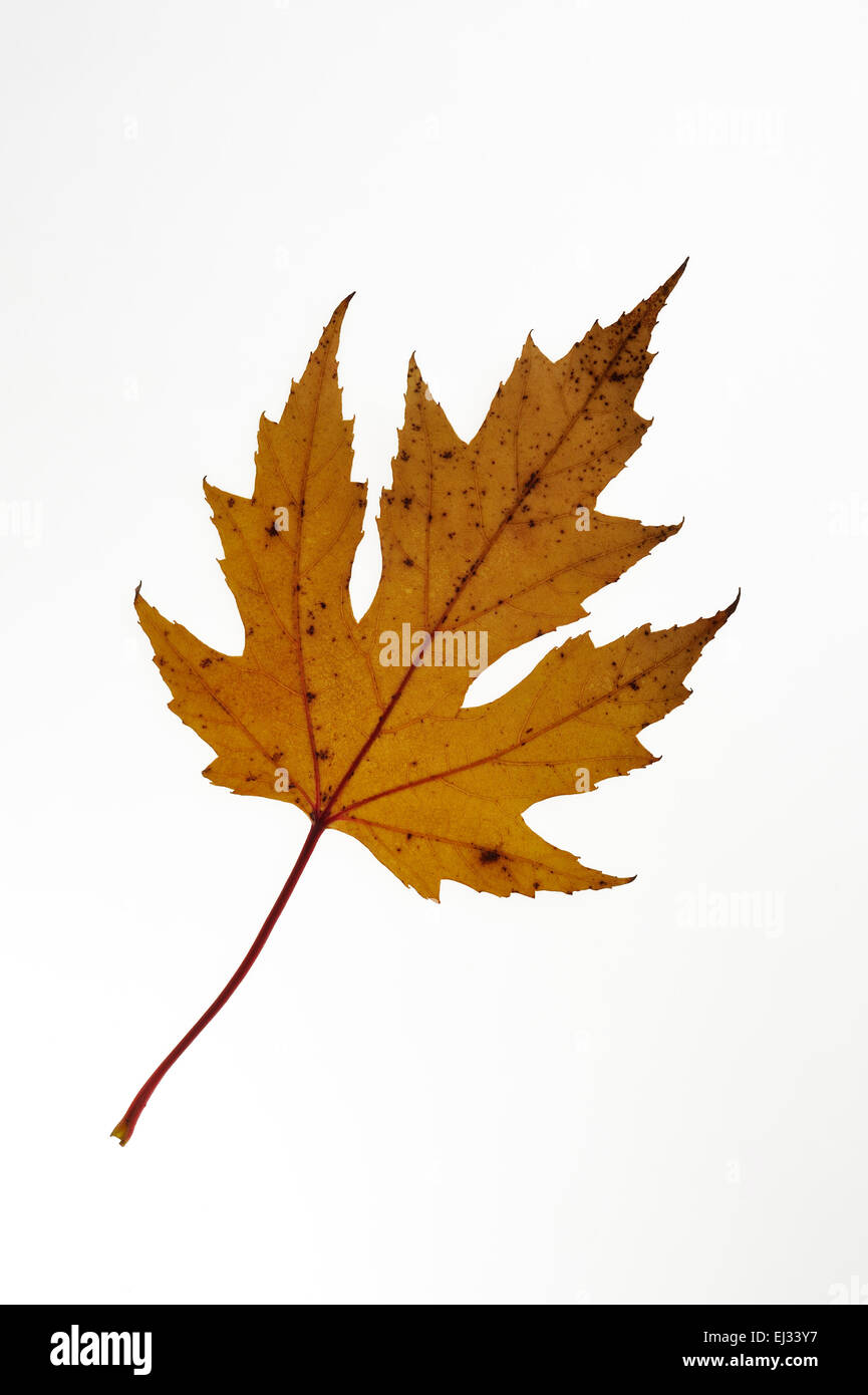 Silber Ahorn / Maple Creek / Silverleaf Ahorn (Acer Saccharinum) Herbst Blatt, in östlichen Nordamerika auf weißem Hintergrund Stockfoto