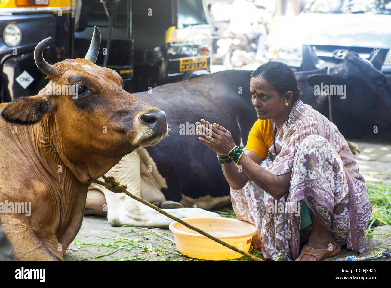 Was Passiert Wenn Man In Indien Eine Kuh Tötet www.alamy.de