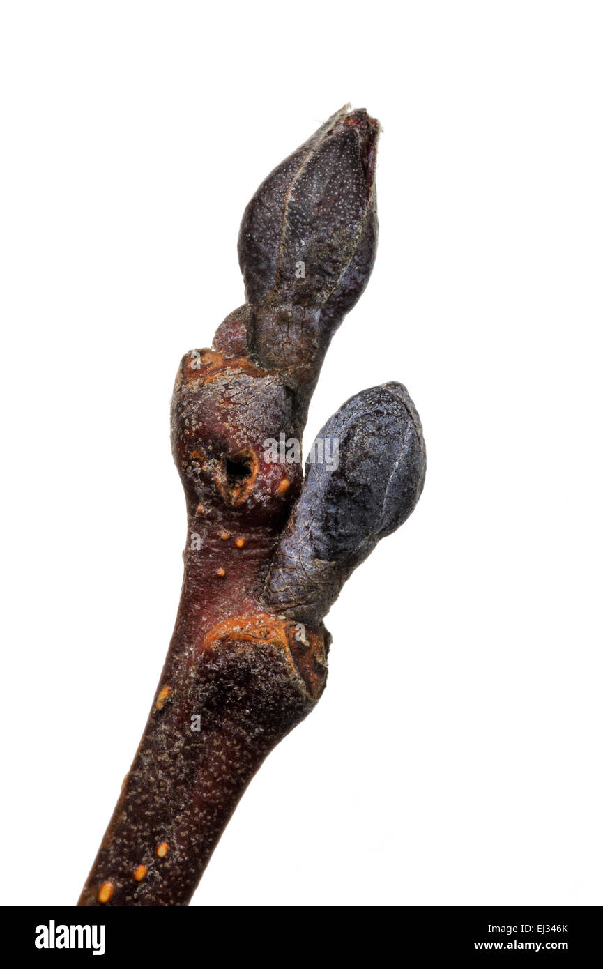 Schwarz-Erle / Europäische Erle / Schwarzerle (Alnus Glutinosa) Nahaufnahme von Knospen vor weißem Hintergrund Stockfoto