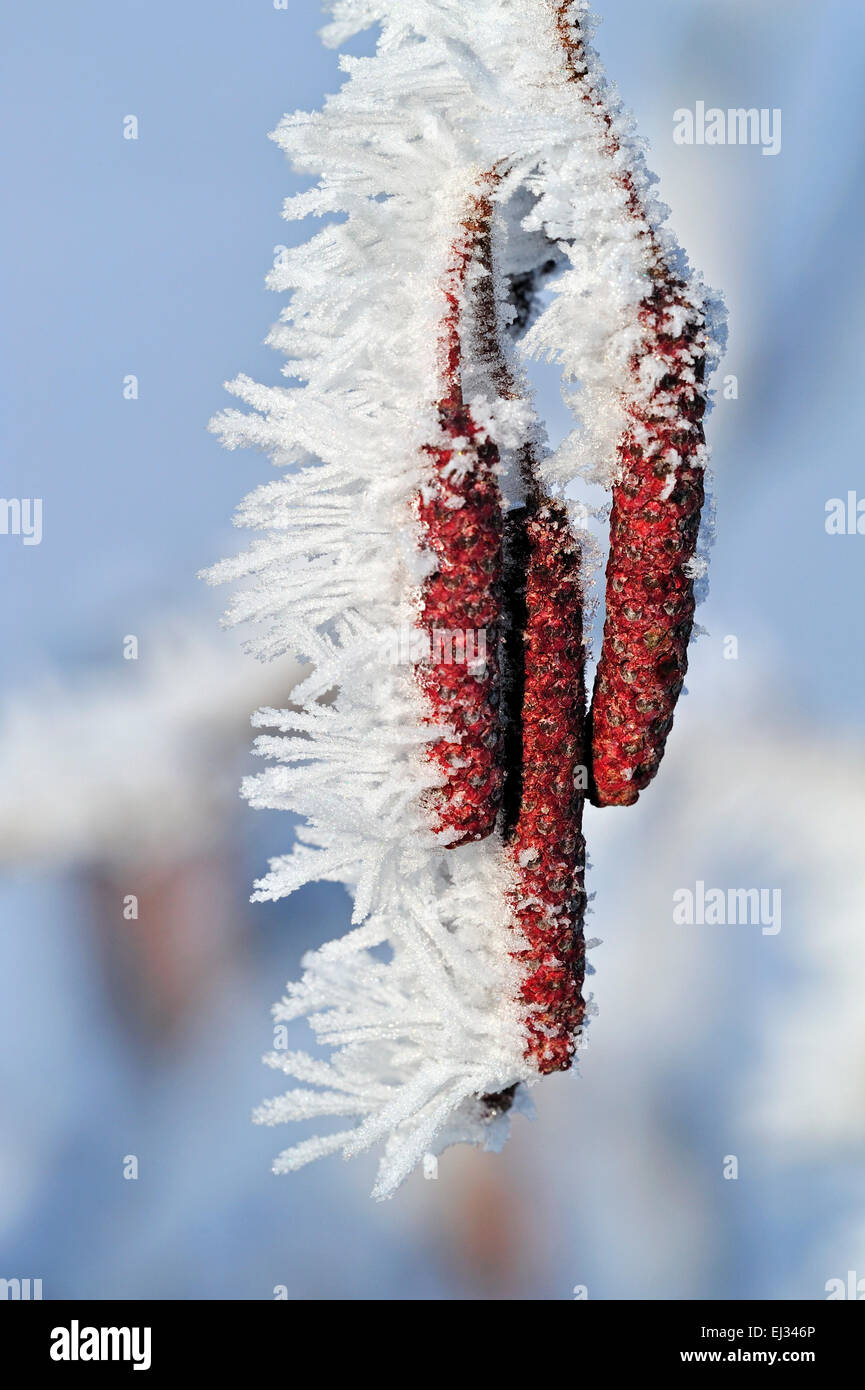 Schwarz-Erle / Europäische Erle / Schwarzerle (Alnus Glutinosa) männlichen Blütenstände / Kätzchen mit Rauhreif bedeckt im Winter Stockfoto