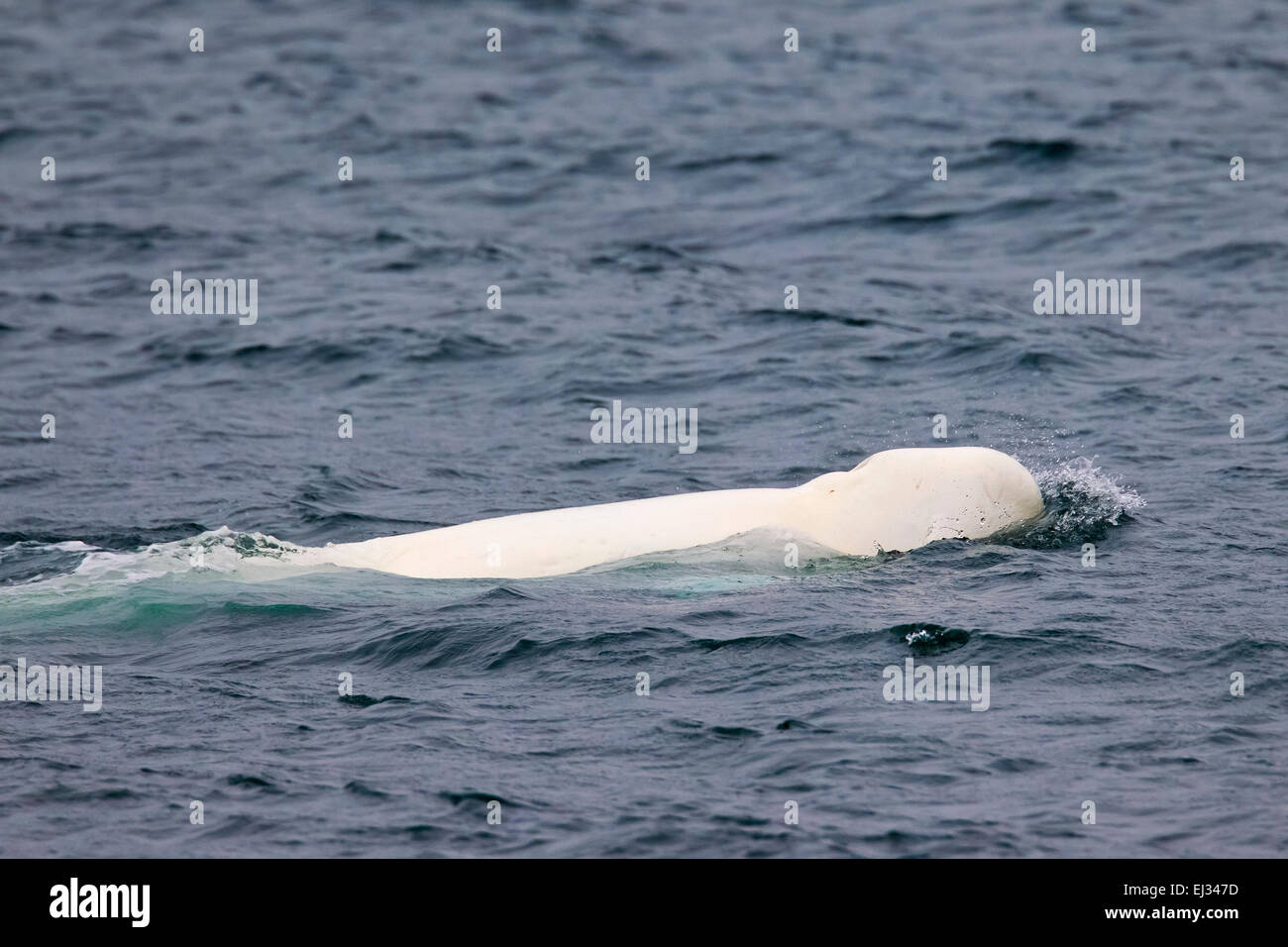 Beluga-Wal / Weißwal (Delphinapterus Leucas) Schwimmen im arktischen Ozean in der Nähe von Spitzbergen, Norwegen Stockfoto