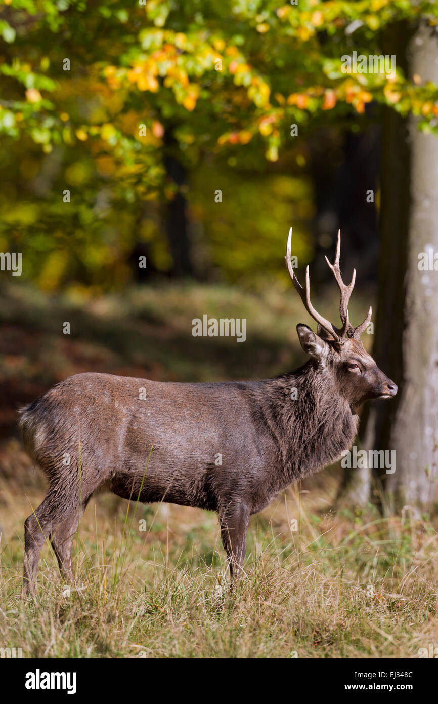 Sika Hirsch / Reh entdeckt / japanische Hirsch (Cervus Nippon) Hirsch im herbstlichen Wald Stockfoto