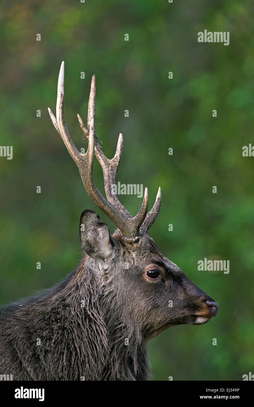 Sika Hirsch / Reh entdeckt / japanische Hirsch (Cervus Nippon) Hirsch im herbstlichen Wald Stockfoto