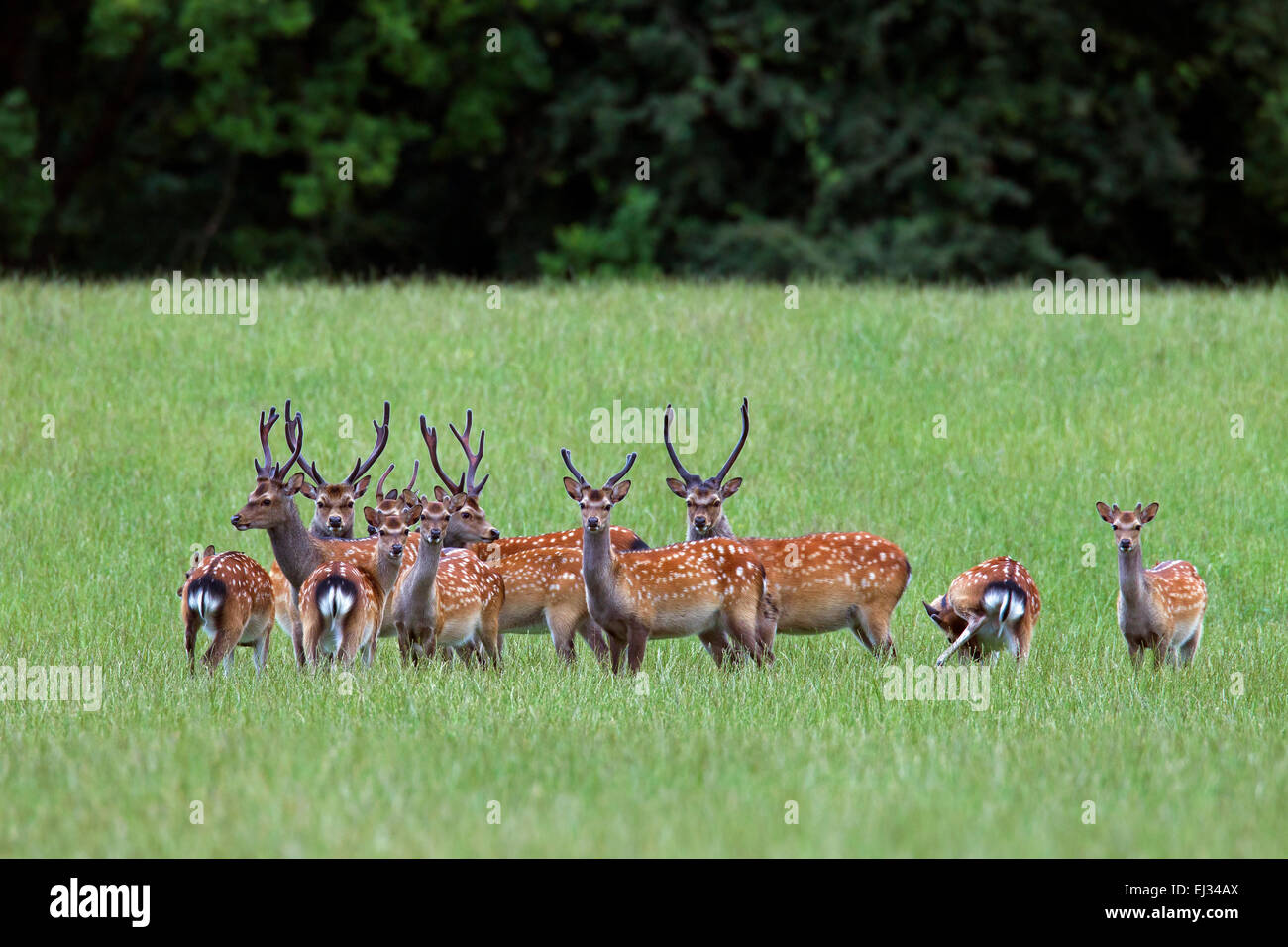 Sika Hirsch / Reh entdeckt / japanische Hirsch (Cervus Nippon) Herde Hirsche mit dem Geweih abgedeckt in samt im Sommer Stockfoto