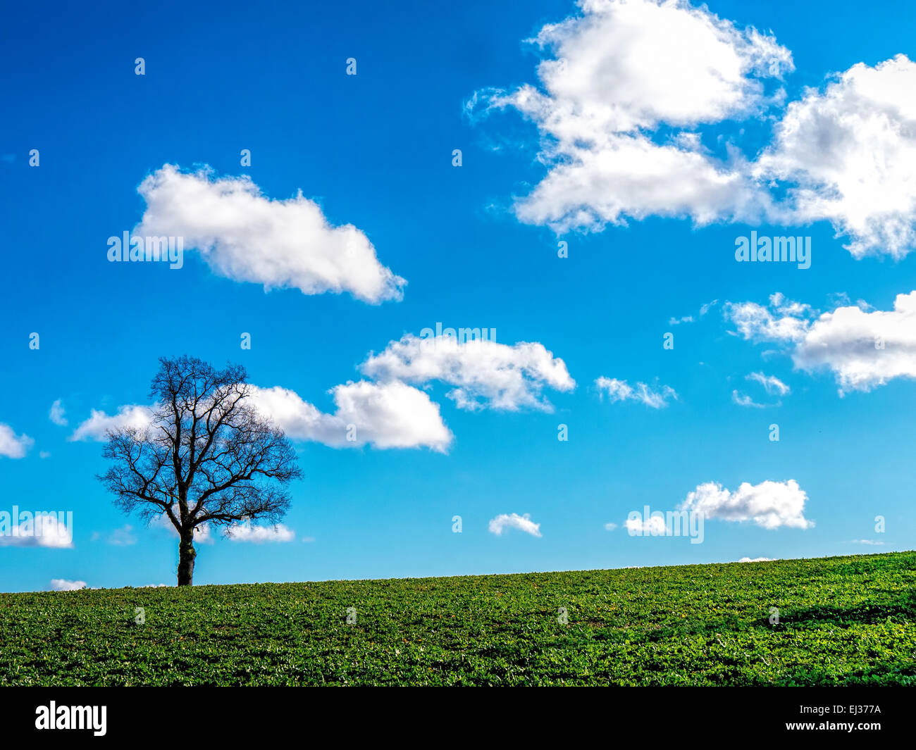 Einsamer Baum am Horizont an einem Tag blauer Himmel Stockfoto