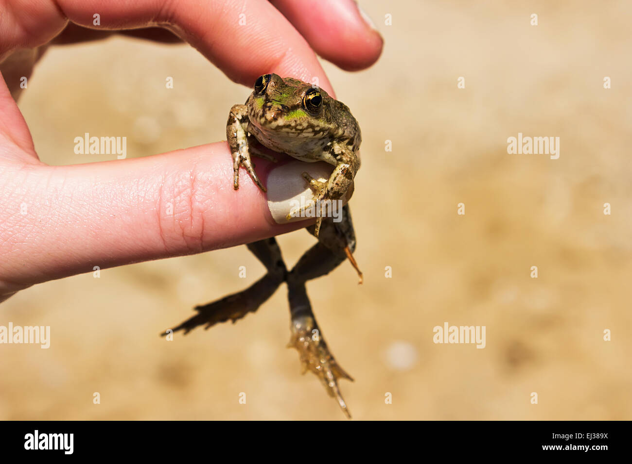 kleiner Frosch in der Hand. Stockfoto