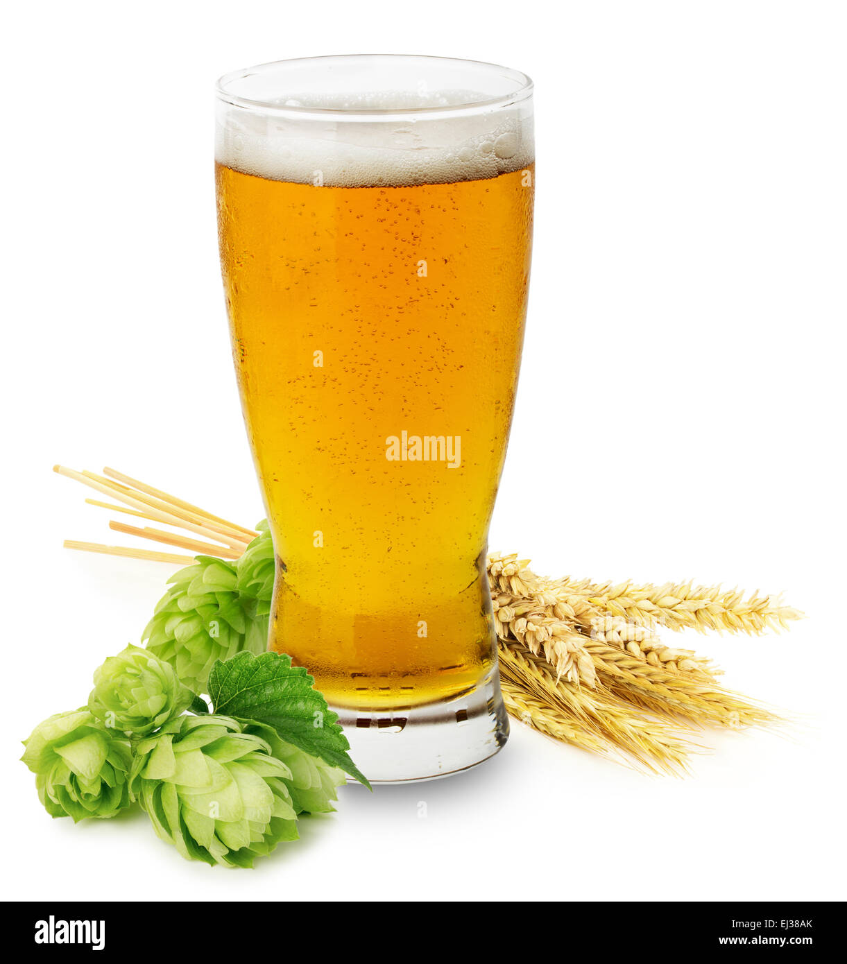 Glas frisches Bier mit grünen Hopfen und Ohren von Gerste auf dem weißen Hintergrund isoliert. Stockfoto