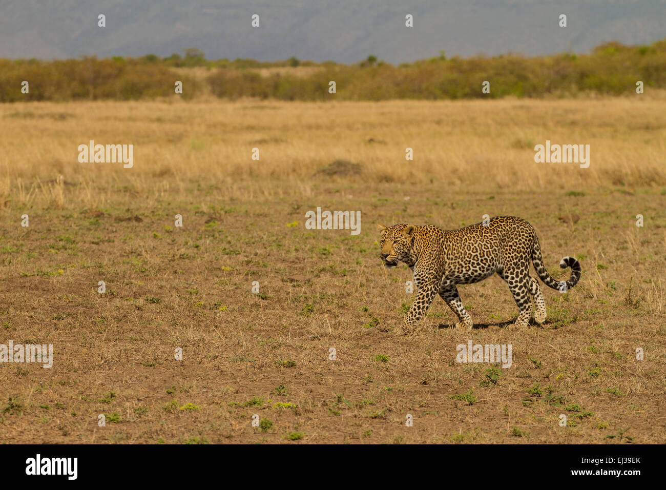 Leopard (Panthera Pardus) zu Fuß auf der Savanne Stockfoto