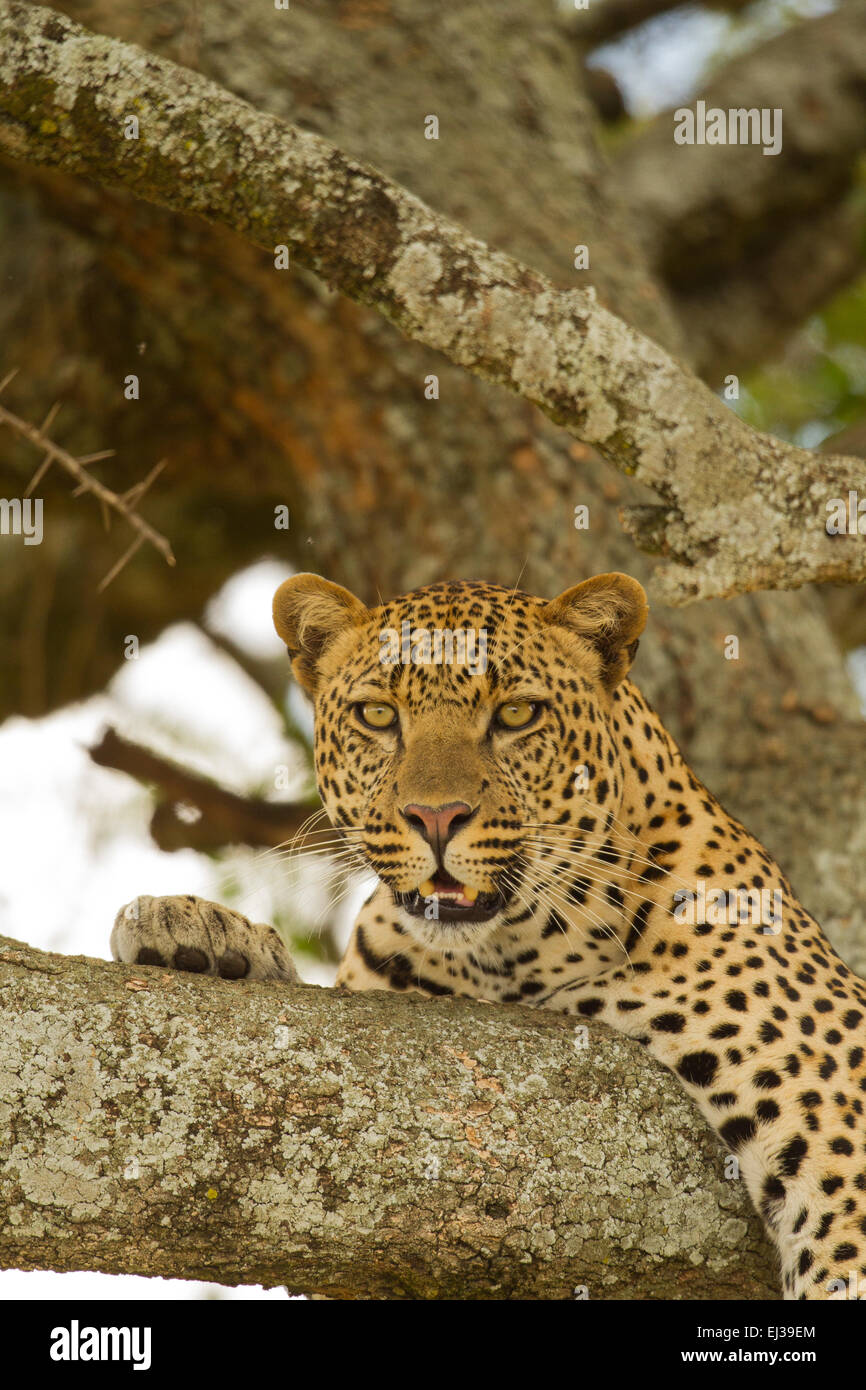 Leoparden (Panthera Pardus) ruht in einem Baum Stockfoto
