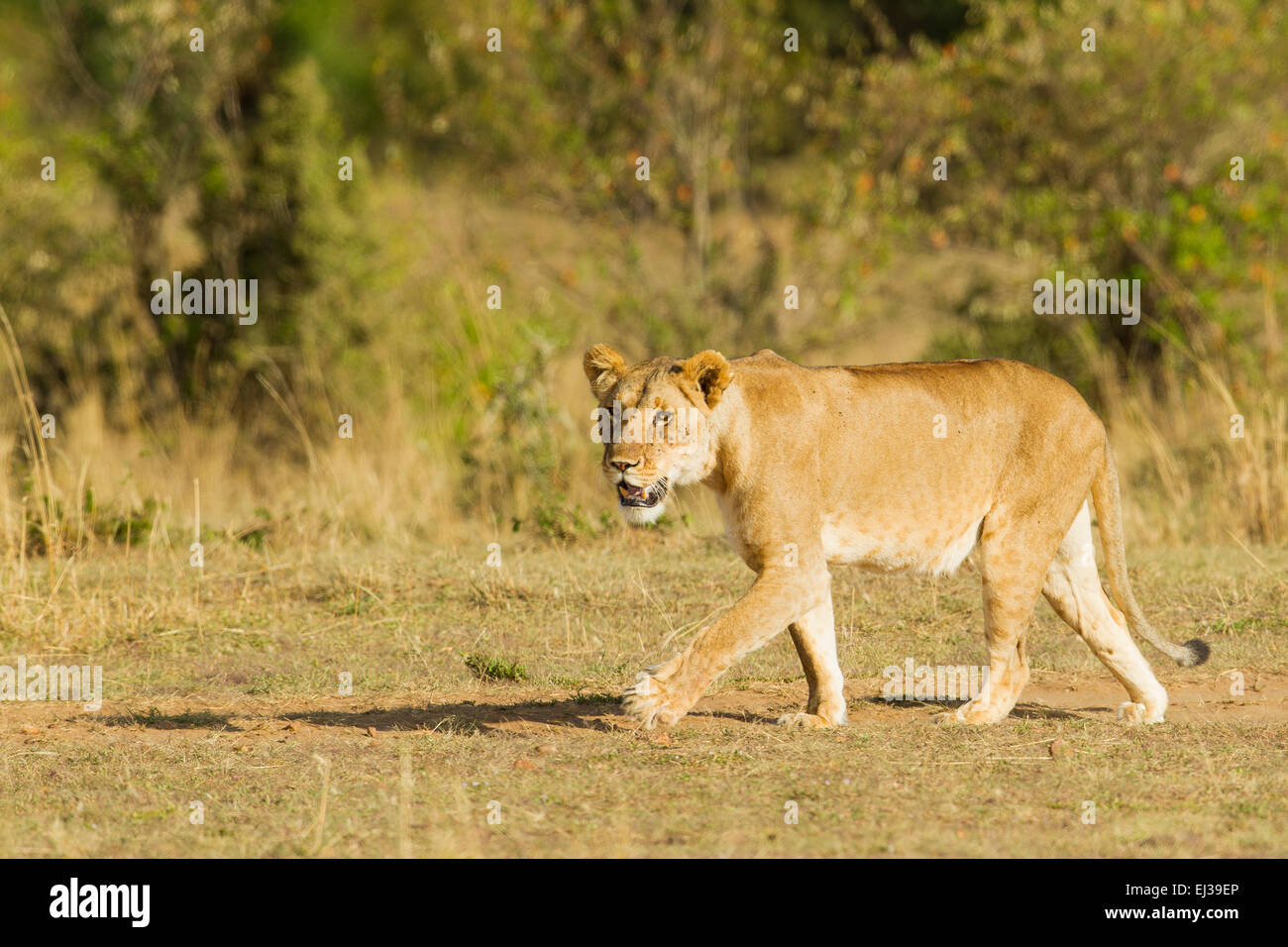 Löwe (Panthera Leo) weiblich zu Fuß Stockfoto