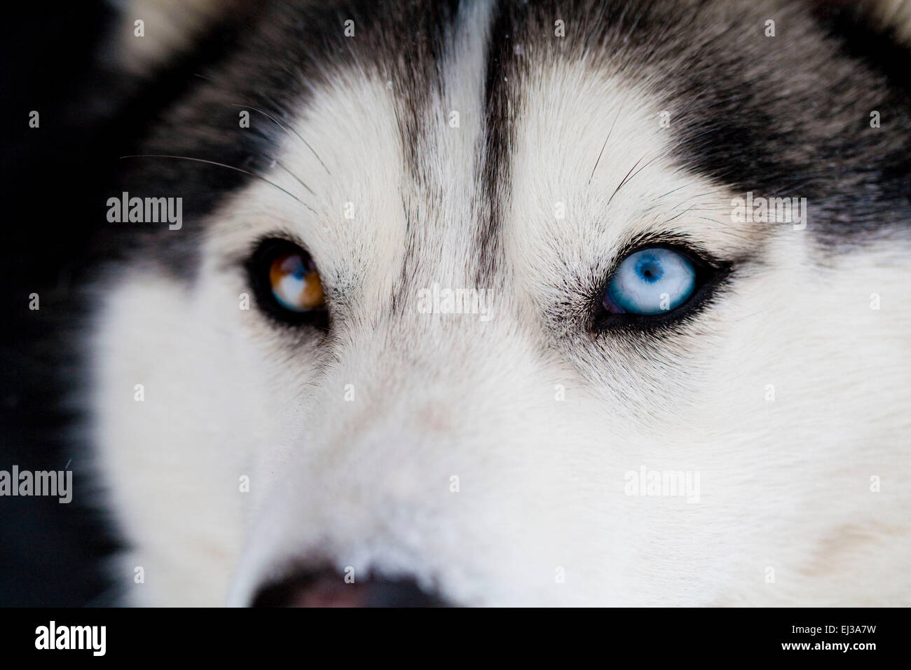 Siberian Husky Nahaufnahme von verschiedenen farbigen Augen Stockfoto